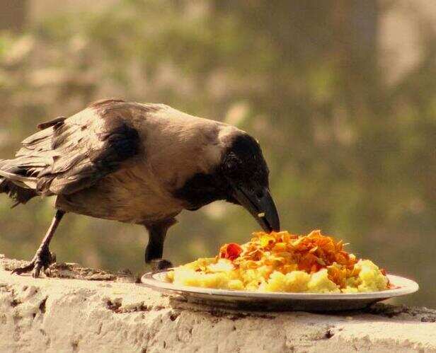 Why You Should Feed Crow During Pitru Paksha According to Expert