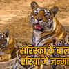 Photograph: (the sootr)