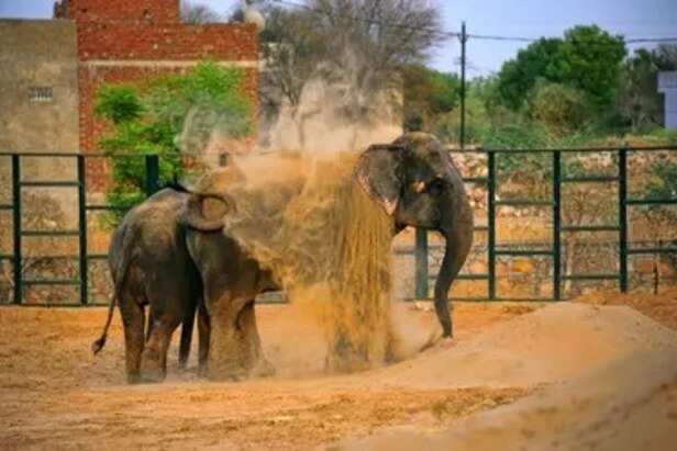 elephant-conservation-rajasthan-jaipur-hathi-gaon