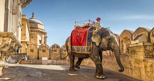 elephant-conservation-rajasthan-jaipur-hathi-gaon