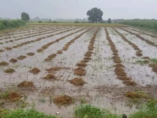 Rajasthan-Ativrishti-Kisan-Fasal-Kharab