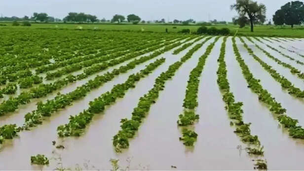 Rajasthan-Ativrishti-Kisan-Fasal-Kharab