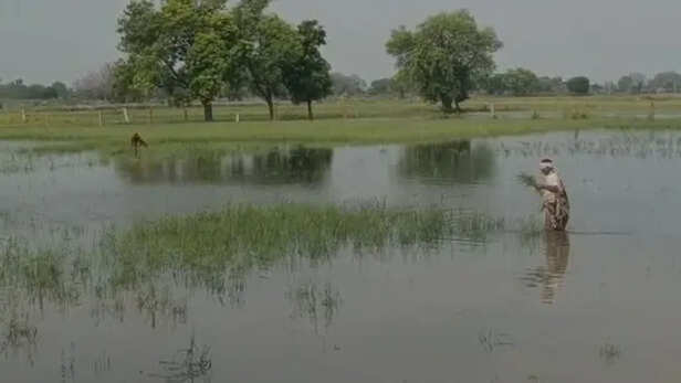 Rajasthan-Ativrishti-Kisan-Fasal-Kharab