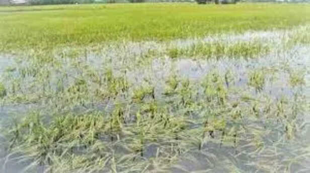 pradhanmantri-fasal-bima-yojana-no-benefits-farmers-rajasthan