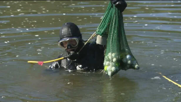Golf Ball Diver