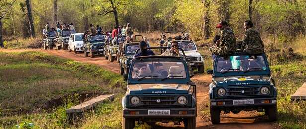 sariska-ranthambore-safari-season-2025-begins