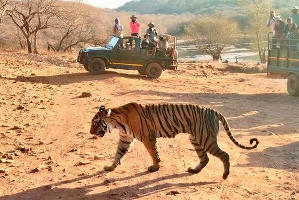 sariska-ranthambore-safari-season-2025-begins