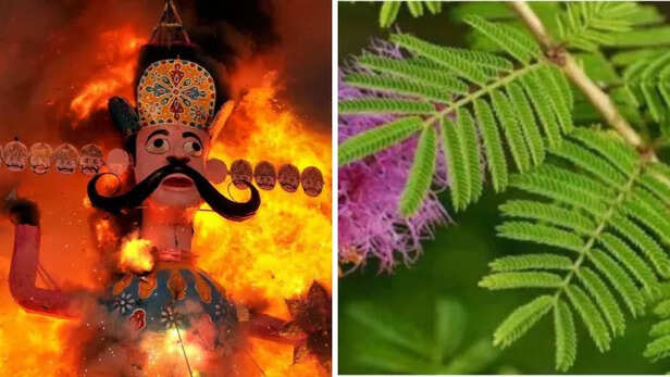 Dussehra Ravan Dahan:विजयदशमी पर शमी पत्र का करें ये उपाय, सुख-समृद्धि और  ऐश्वर्य में होगी वृद्धि - Do this remedy of Shami Patra on Vijayadashmi  there will be increase in happiness prosperity and opulence