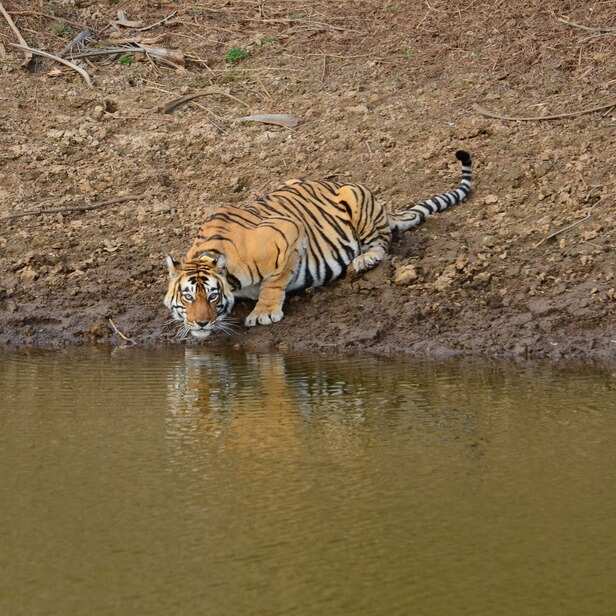 sariska 2
