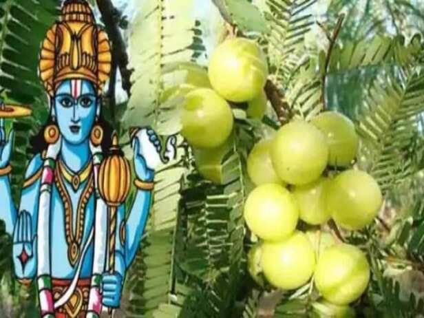 Amla Navami 2020: Amla Navami Puja today learn worship method and  importance Amla Navami 2020: आंवला नवमी पूजा आज, जानें पूजन विधि और महत्व,  एस्ट्रोलॉजी न्यूज़ - Hindustan