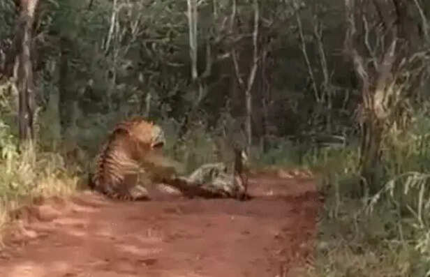 ranthambore-tiger-reserve-mother-daughter-fight-territorial-battle