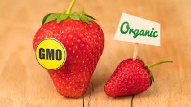 gm-food-ban-rajasthan-high-court-regulation