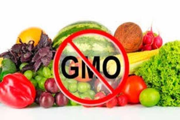 gm-food-ban-rajasthan-high-court-regulation