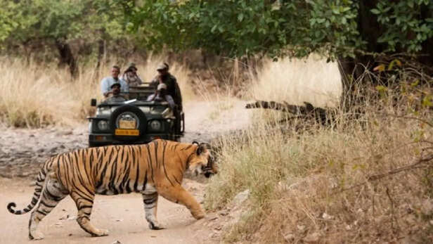 सर्दी में जंगल भ्रमण के साथ बाघ दर्शन का है विचार तो कान्हा, बांधवगढ़  स्वागत को है तैयार - Kanha and Bandhavgarh tiger reserve ready to welcome  you plan visit jungles and