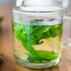 What Tulsi May Offer Your Body