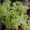 The Everyday Tulsi Plant