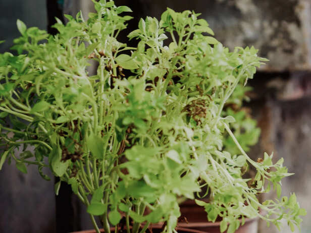 The Everyday Tulsi Plant