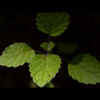 The Morning Tulsi Ritual
