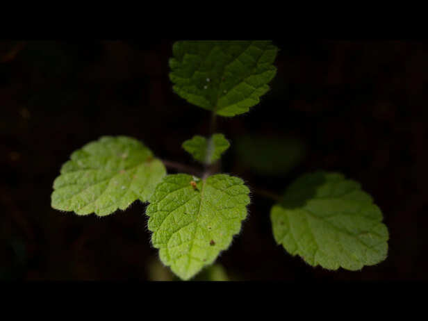 The Morning Tulsi Ritual