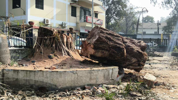 trees-cut-ban