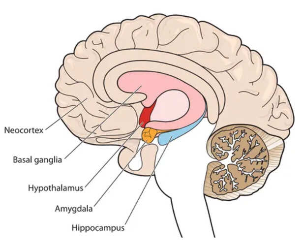 PTSD मस्तिष्क को कैसे प्रभावित करता है | ब्रेनलाइन
