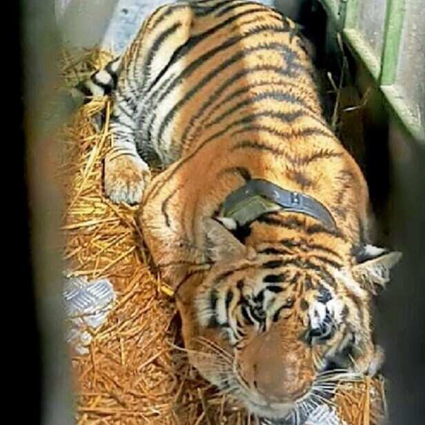 Rajasthan Tiger Relocation Photos; MP Pench Reserve | Bundi RVTR | राजस्थान-बदलेगी  बाघों की नस्ल, पहली बार MP से लाए बाघिन: सेना के हेलिकॉप्टर से जयपुर  पहुंची, बूंदी के ...