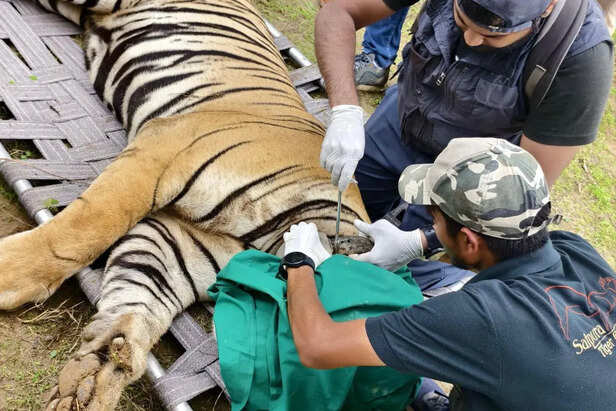 एनक्लोजर में खा-खाकर मोटा हुआ टाइगर… सांस लेने में आई समस्या, जयपुर से  भेजनी पड़ी टीम