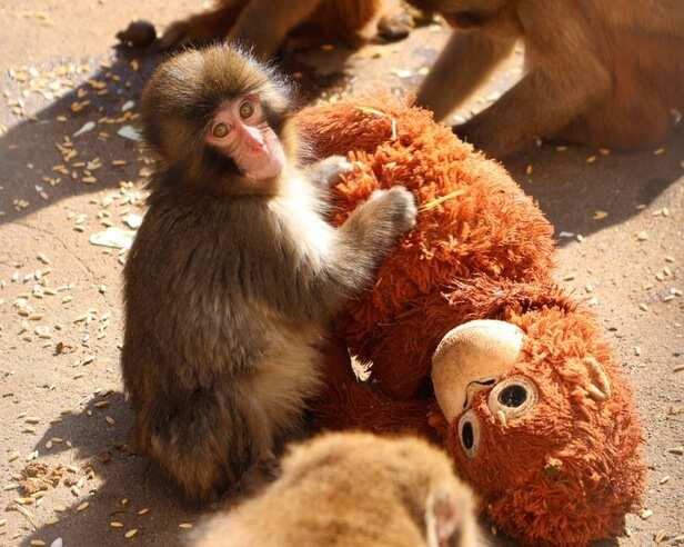 Japan Zoo Monkey Viral Video; Macaque Punch Mother - Human Feelings |  Ichikawa City