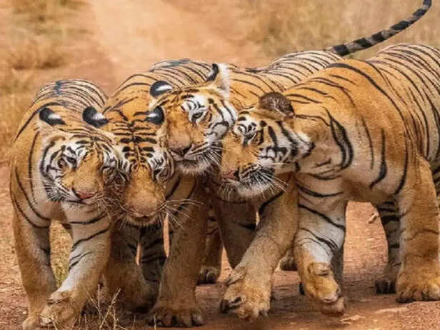 mp gk which tiger reserve in mp has most tigers know where and how many  tigers are there | एमपी के किस टाइगर रिजर्व में हैं सबसे ज्यादा बाघ? जानिए  कहां कितनी