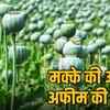 durg-bjp-leader-vinayak-tamrakar-illegal-opium-farming