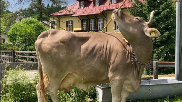 गाय ने अपने दुर्लभ औजार के प्रयोग से वैज्ञानिकों को आश्चर्यचकित कर दिया