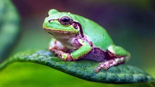 World Frog Day: इंसानों के लिए क्यों जरूरी हैं मेंढक? खत्म हुए तो न पानी  बचेगा न फसल - World Frog Day why these are important - AajTak