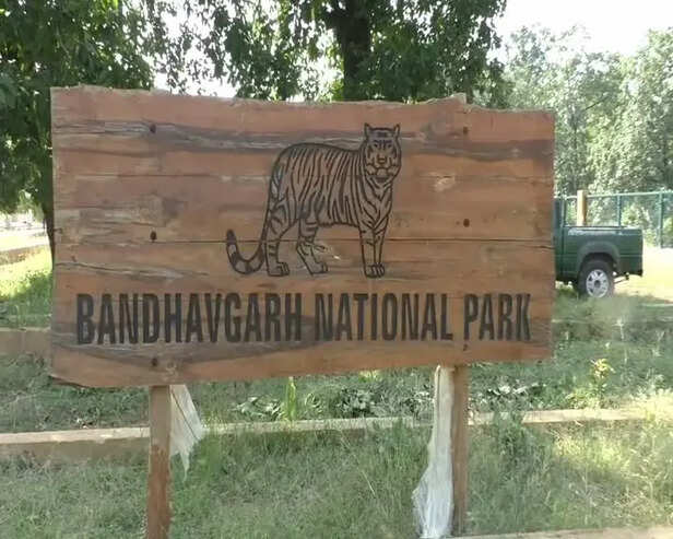 इंटरनेशनल टूरिज्म डे पर बांधवगढ़ घूमने का शानदार मौका, बफर में सफर के लिए  नो टिकट
