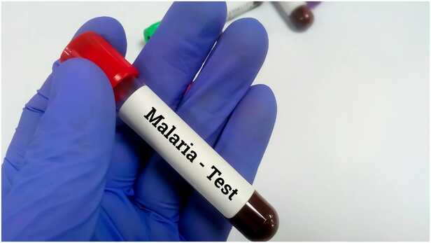 World Malaria Day 2026:कब मनाया जाता है मलेरिया दिवस? जानें इसका इतिहास और  महत्व - World Malaria Day 2026 Know Its History Significance And Theme -  Amar Ujala Hindi News Live
