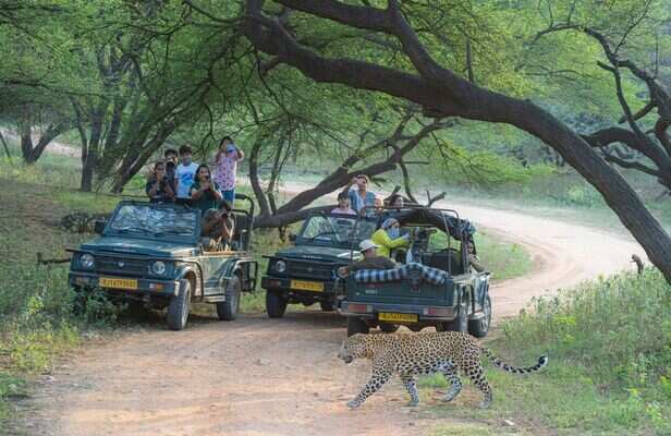 Jawai Safari Booking | Jawai Hotel &amp; Resort Stay near Jawai Bandh