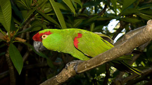 animals_hero_thick-billed-parrot-285773