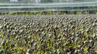 20221 opium poppy farming in mp