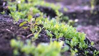 20220 opium poppy farming in mp