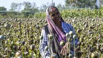 20219 opium poppy farming in mp