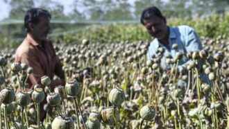 20215 opium poppy farming in mp