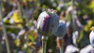 20213 opium poppy farming in mp