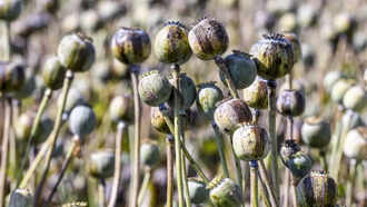 20212 opium poppy farming in mp