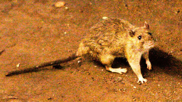What Is Hantavirus? Rare Infection Linked to Cruise Ship Deaths Explained