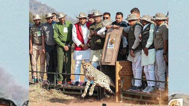 कूनो नेशनल पार्क में बड़ा इवेंट... CM मोहन यादव आज 3 चीतों को बाड़े से जंगल  में छोड़ेंगे - CM mohan yadav to release cheetahs in wild at Kuno National  Park lcln - AajTak