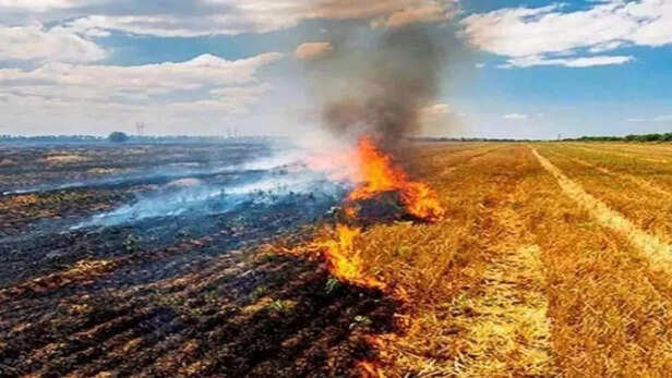 20_10_2025-farmers_burning_stubble_to_lose_6000_m-506031