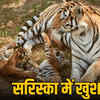 Photograph: (the sootr)