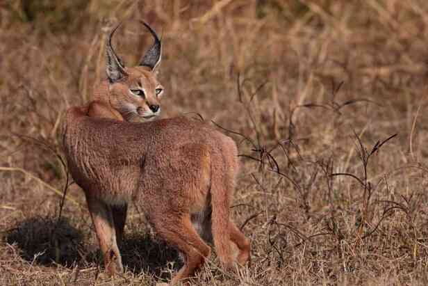 Burnt Caracal Carcass Discovered Near India-Pakistan Border, 3 Arrested -  The CSR Journal