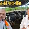 amit-shah-cow-buffalo-statement-bhupesh-baghel