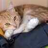 It may be comfort, warmth or simply the perfect sleeping spot