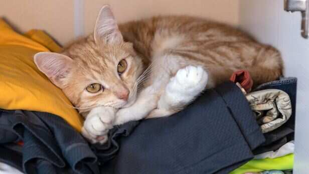 It may be comfort, warmth or simply the perfect sleeping spot